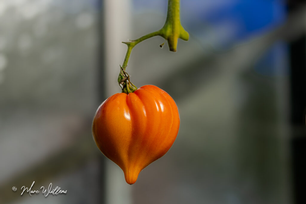 Tomatensoort in de tomatenserre