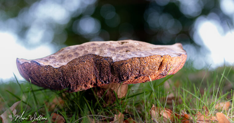 Zijn paddenstoelen planten?