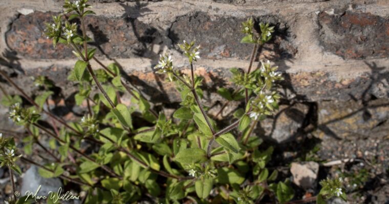 Kluwenhoornbloem – Cerastium glomeratum