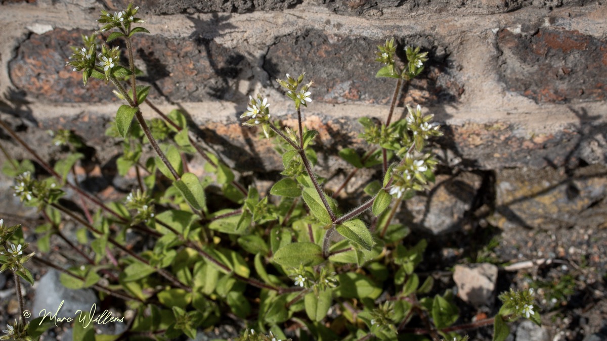 Kluwenhoornbloem – Cerastium glomeratum