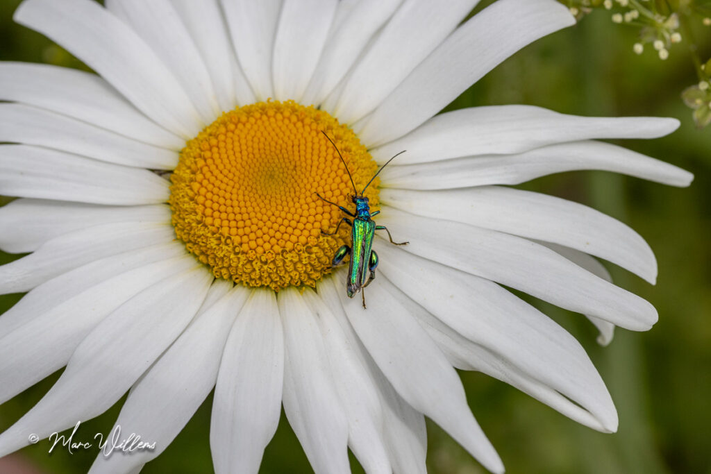 Gewone margriet