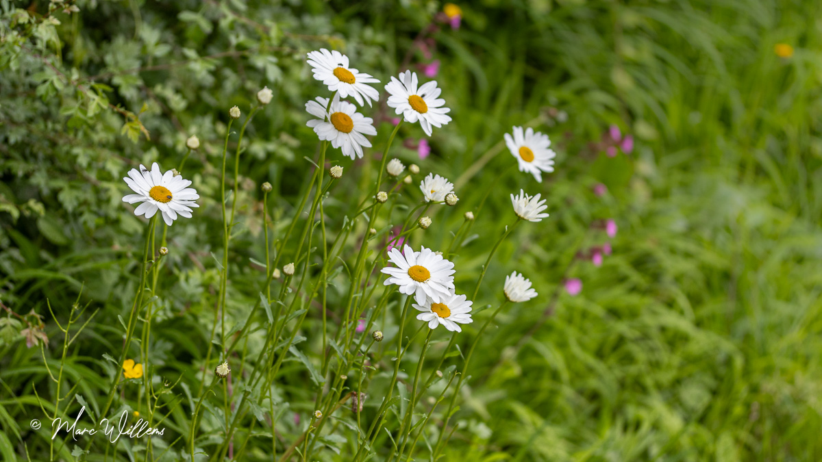 Gewone margriet