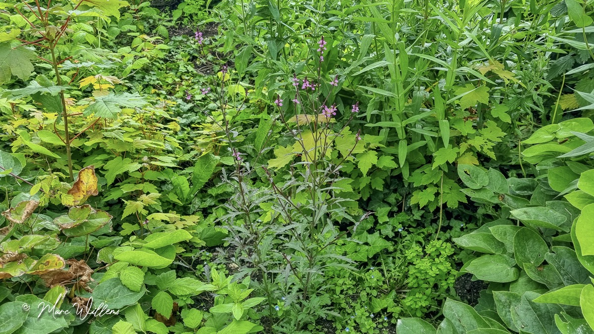 IJzerhard (Verbena officinalis)