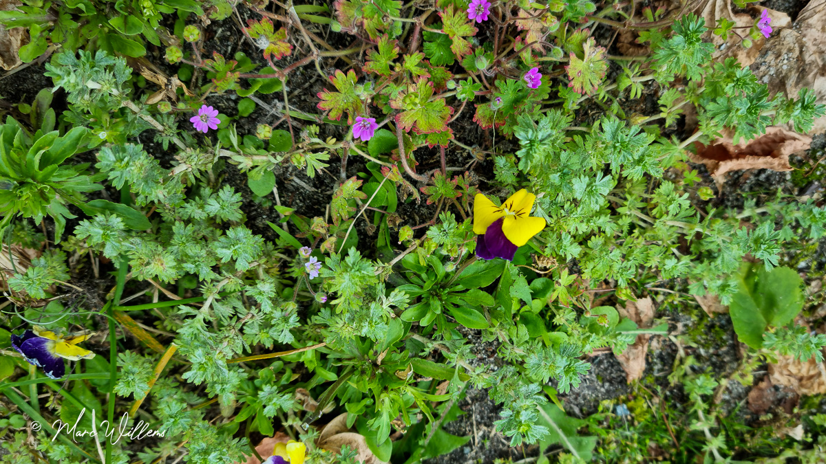 Kleine leeuwenklauw (Aphanes australis)