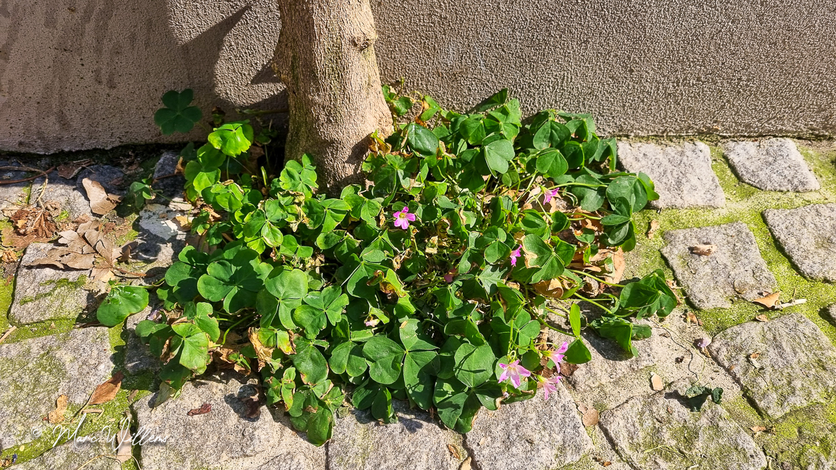 Stippelklaverzuring – Oxalis debilis