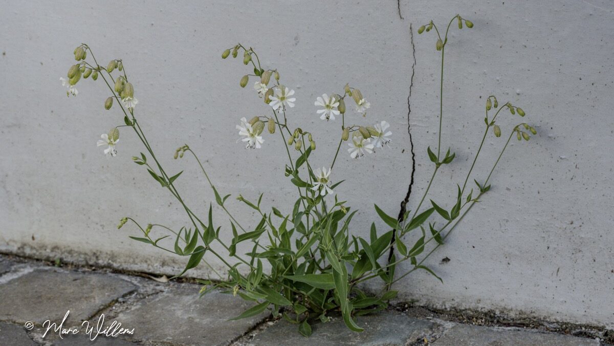 Blaassilene – Silene vulgaris