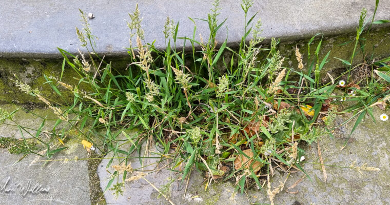 Kransgras – Polypogon viridis