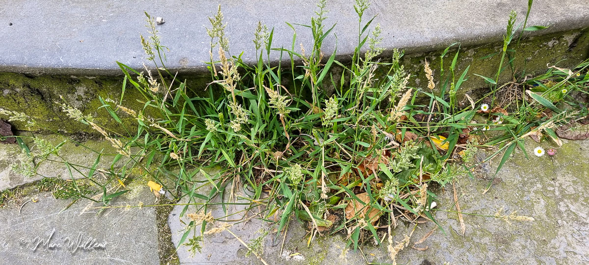 Kransgras – Polypogon viridis