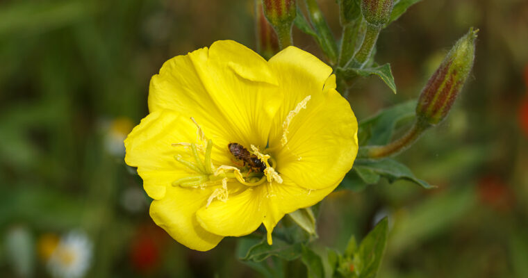 Teunisbloem – Oenothera spec.