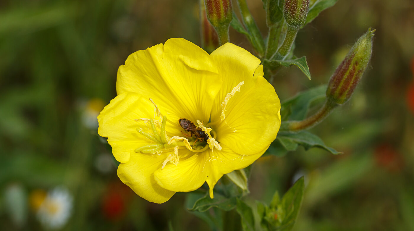 Teunisbloem – Oenothera spec.