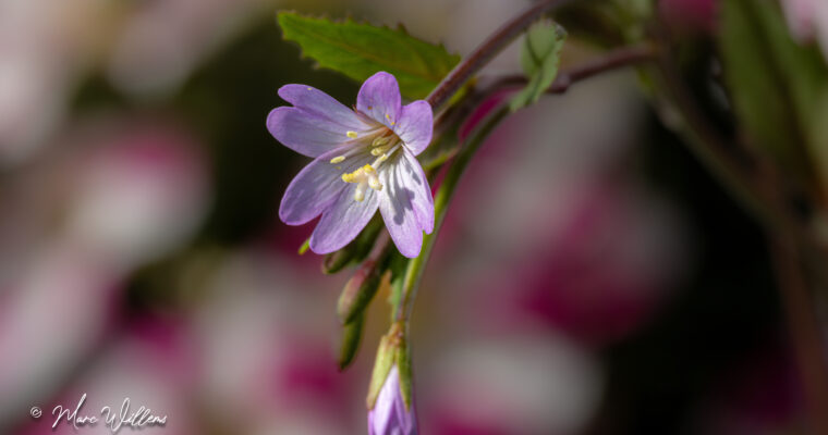 Basterdwederik (Epilobium) – deel 1