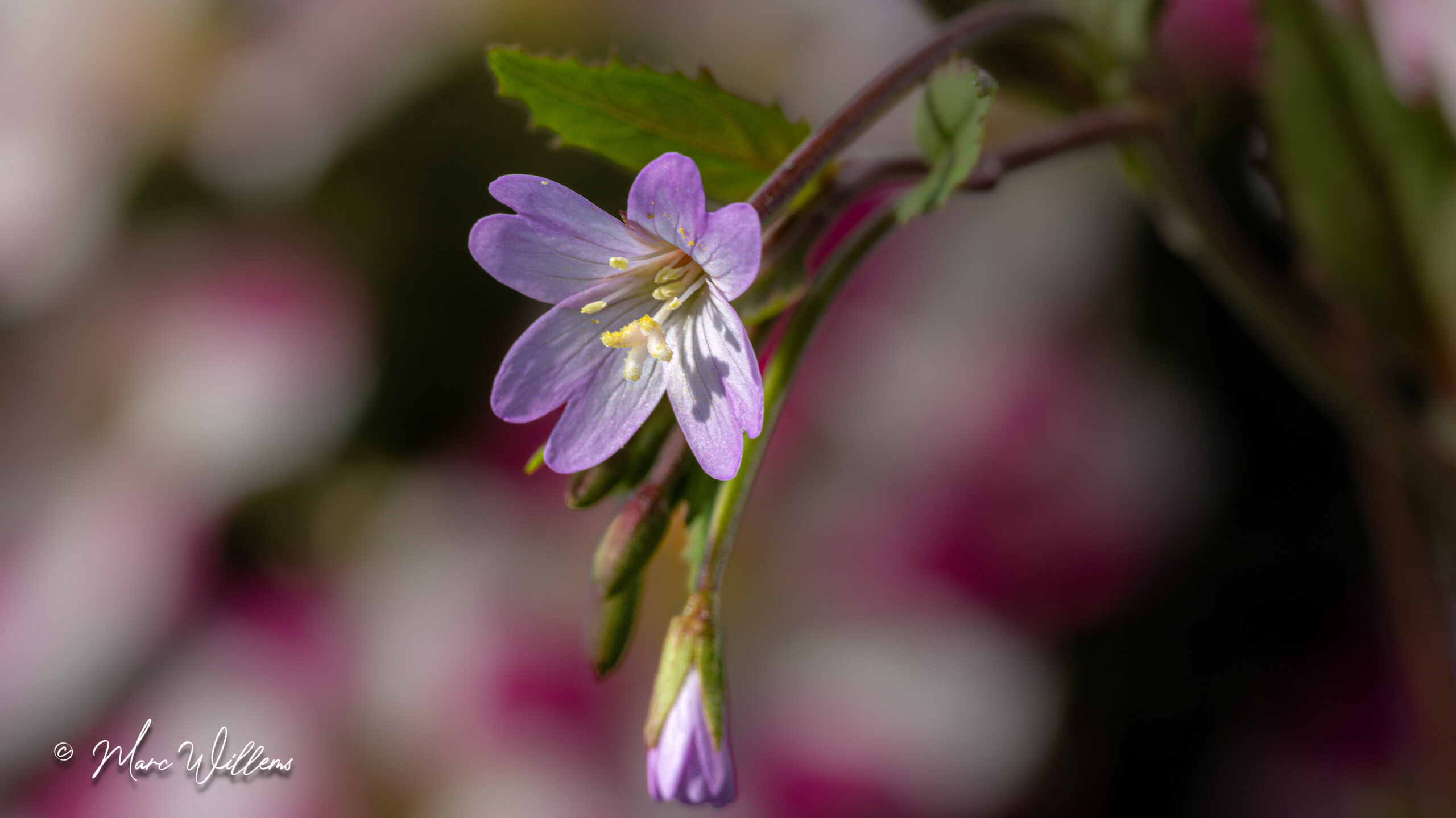 Basterdwederik (Epilobium) – deel 1